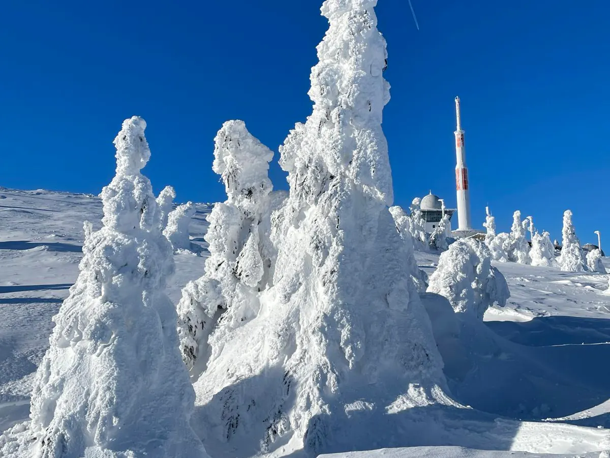 Tief verschneite Fichten unter blauem Himmel