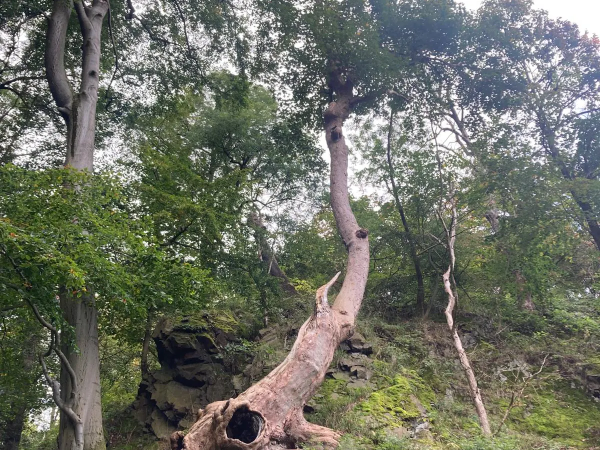 Abgestorbener Baum, ringsum wächst der neue Wald
